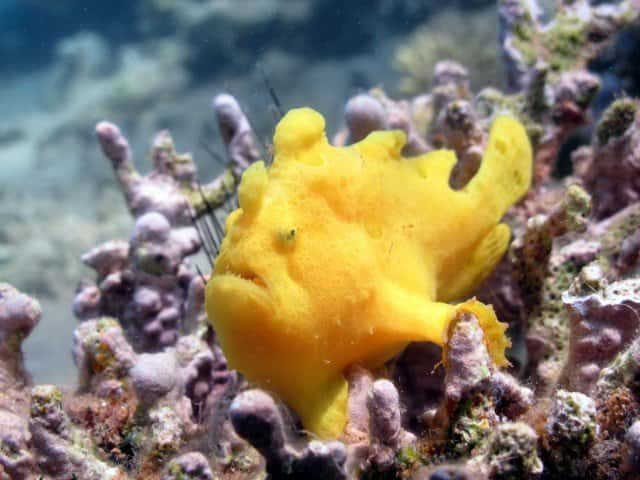 Dive Dominica — photo 3
