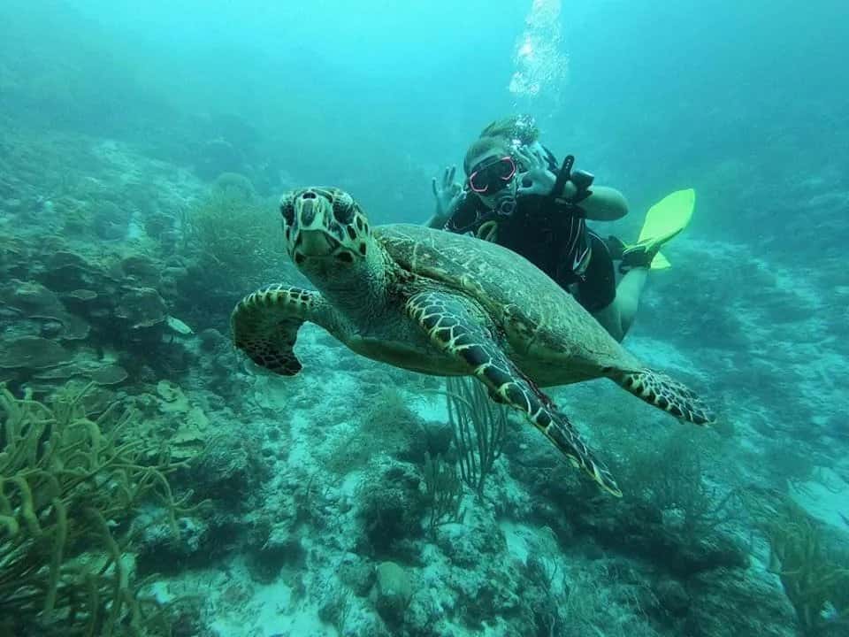 Duiken in Curacao — photo 2