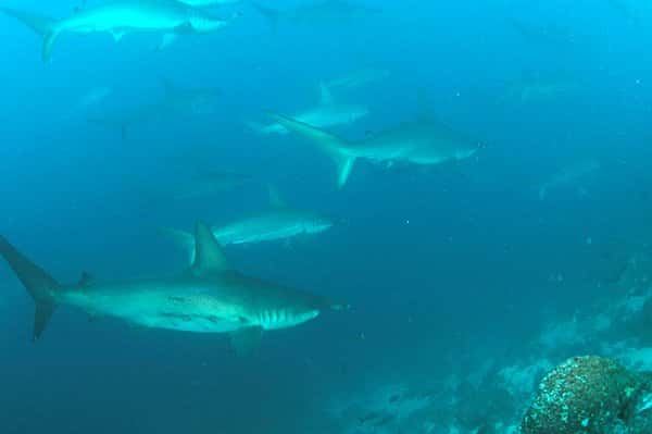 Macarron Scuba Diver