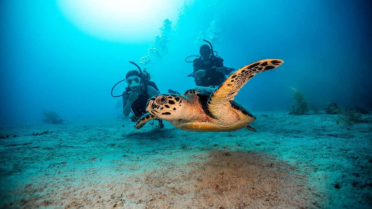 MBT Divers