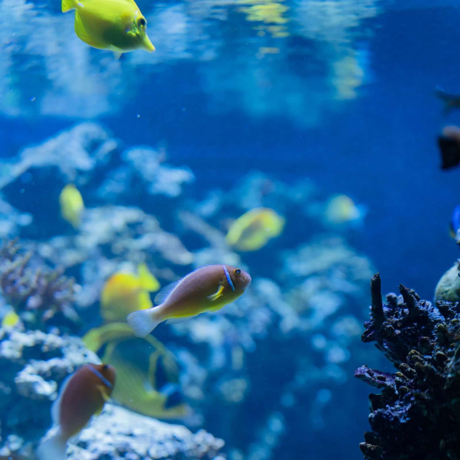 DiverCity Scuba