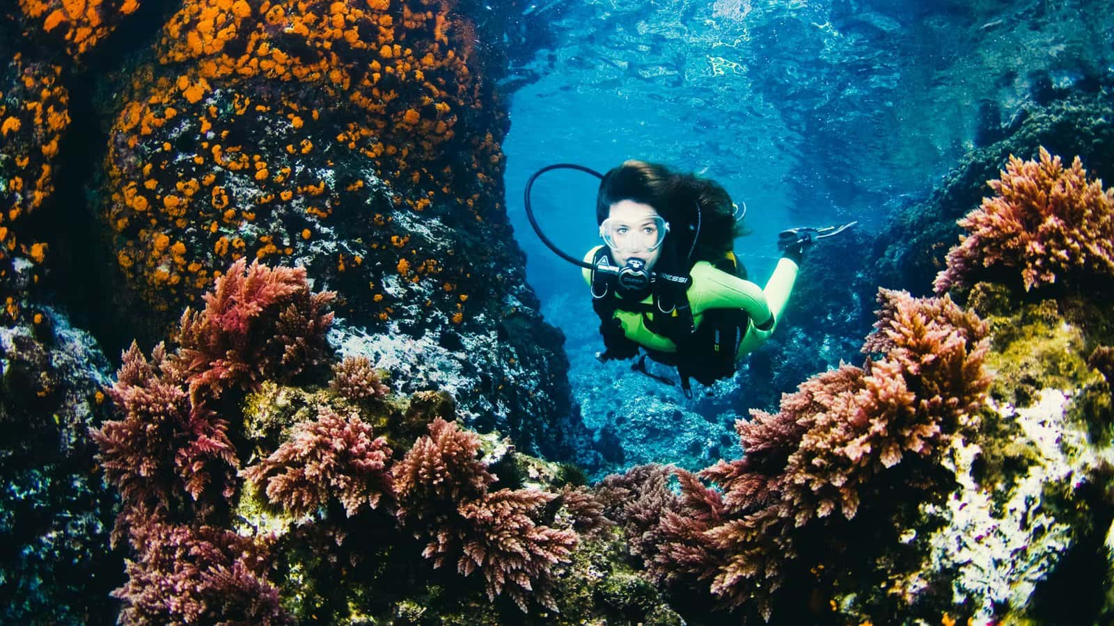 Blue Tang Divers