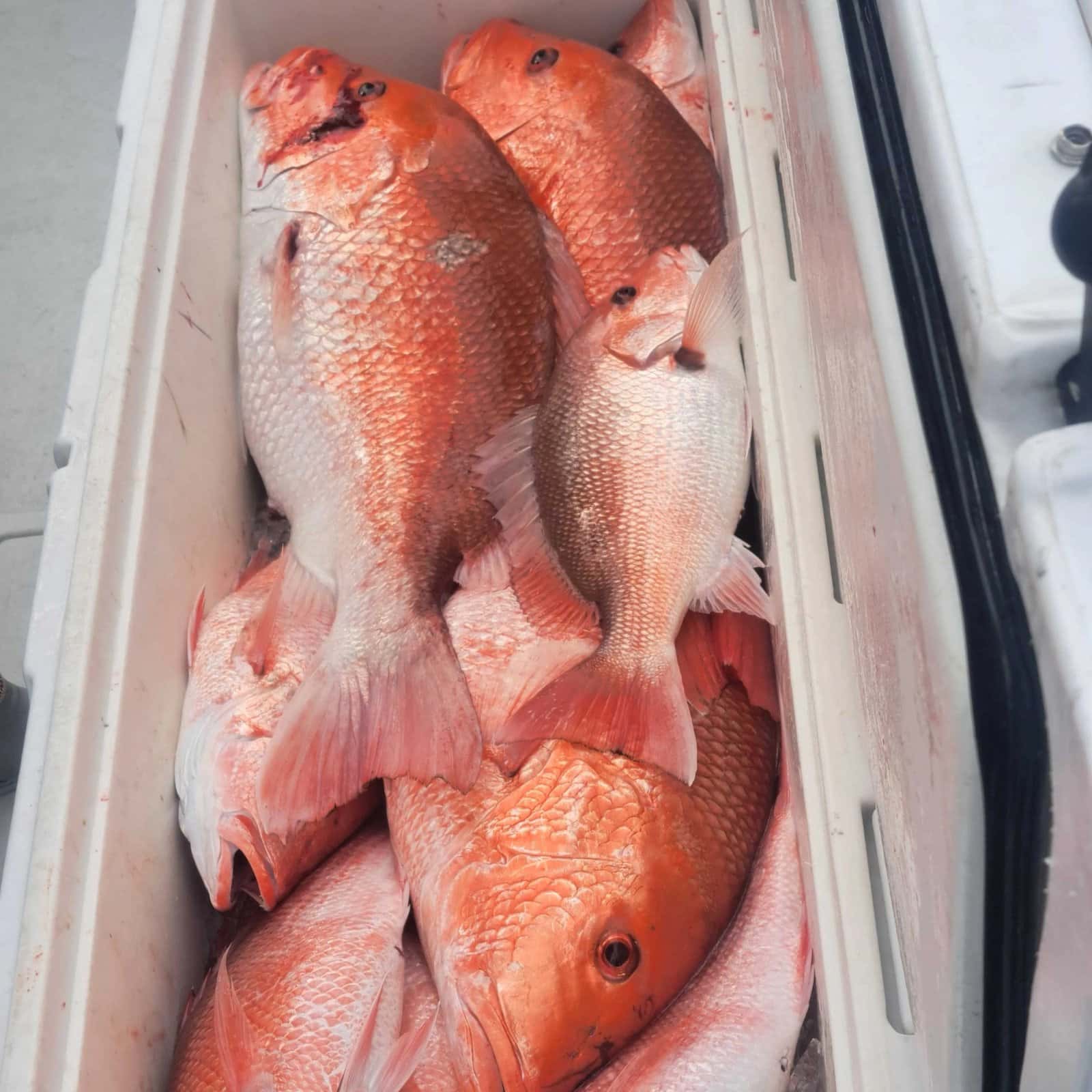 Biloxi Bluewater Charters