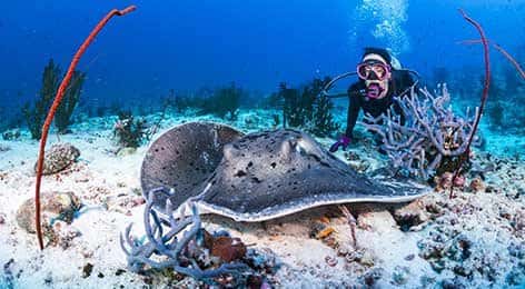Dive and Photo — photo 2