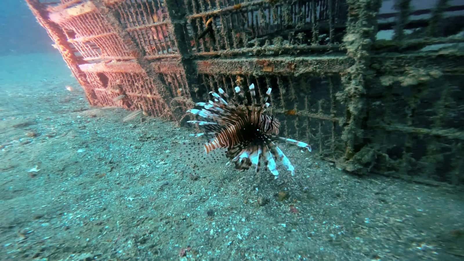 Dive Locker