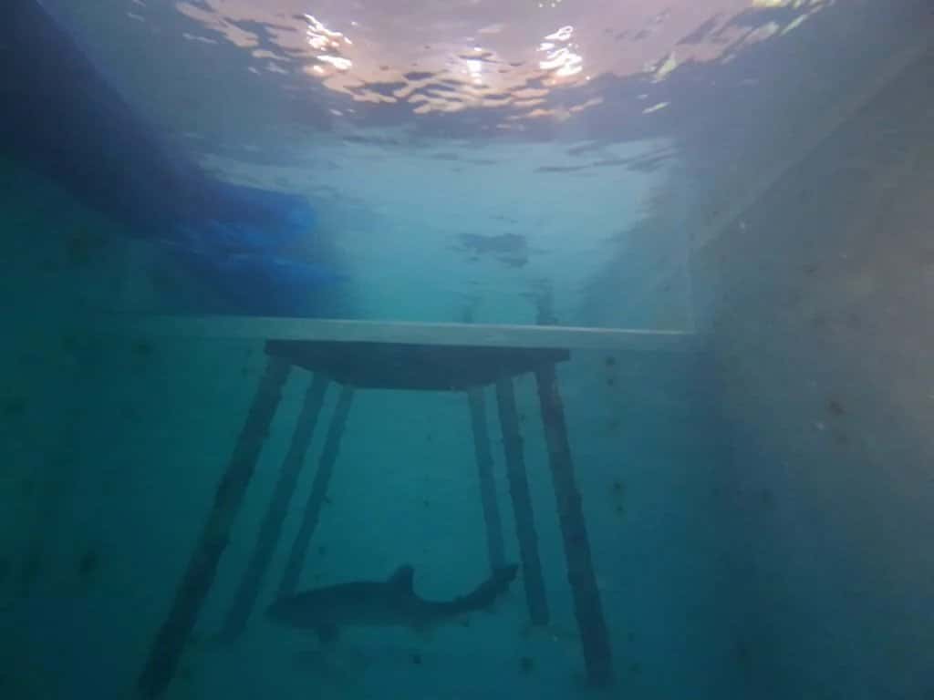 Fluvanna Dive Center — photo 4