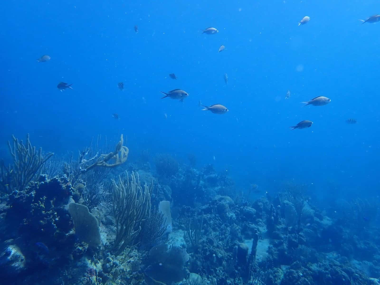 Fluvanna Dive Center — photo 5