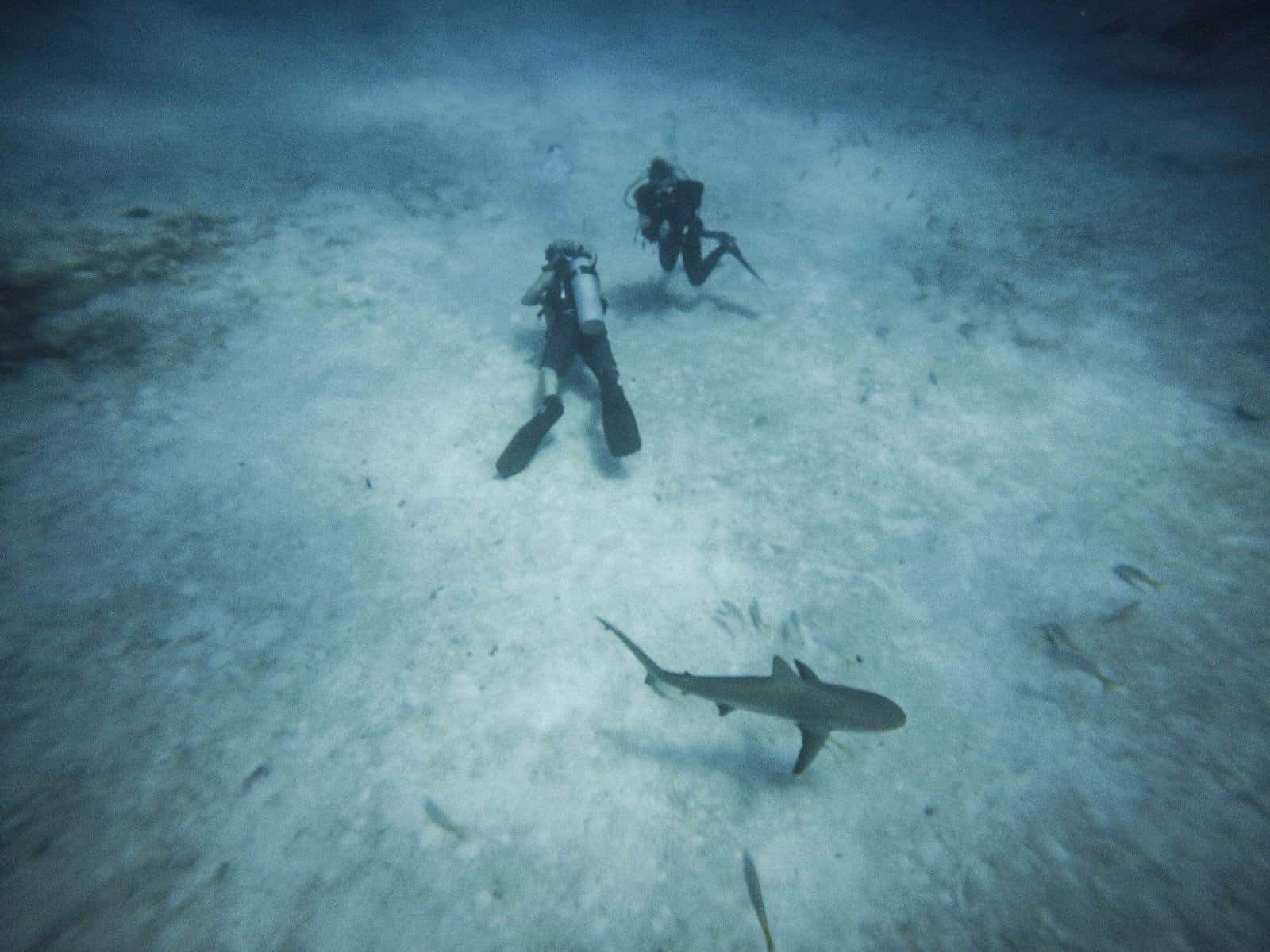 Columbus Scuba — photo 3