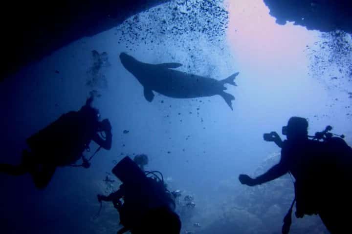 Hawaii Eco Divers & Surf Adventures — photo 3