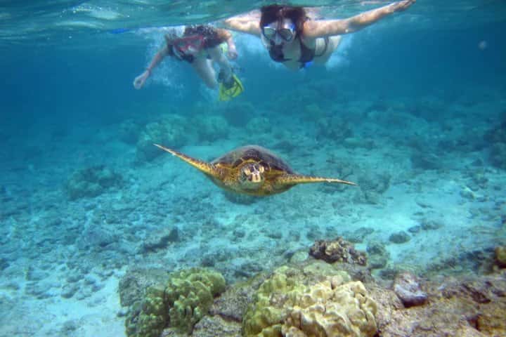 Hawaii Eco Divers & Surf Adventures — photo 2