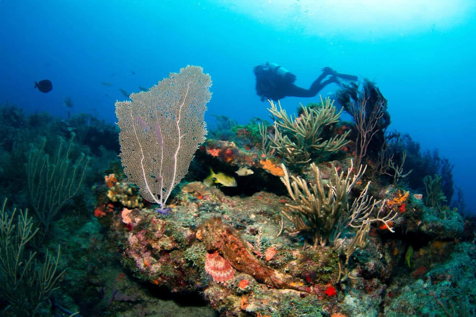 Kyalami Scuba Club — photo 4