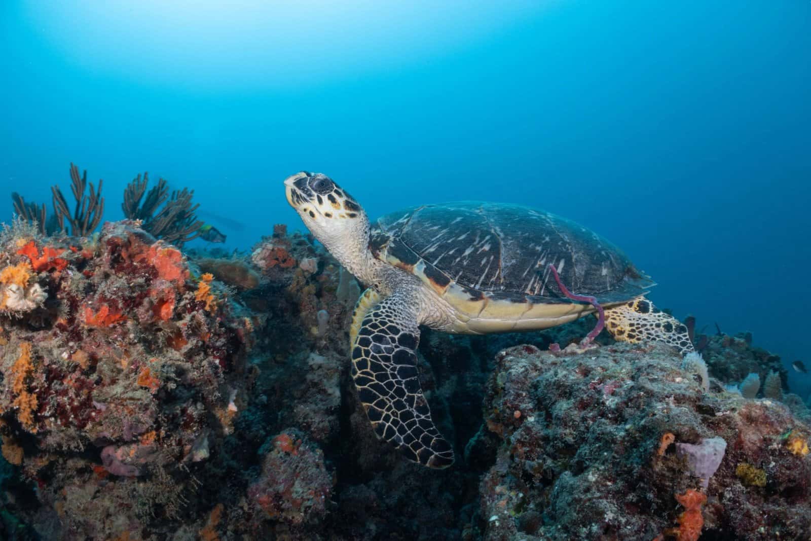 Kyalami Scuba Club — photo 5