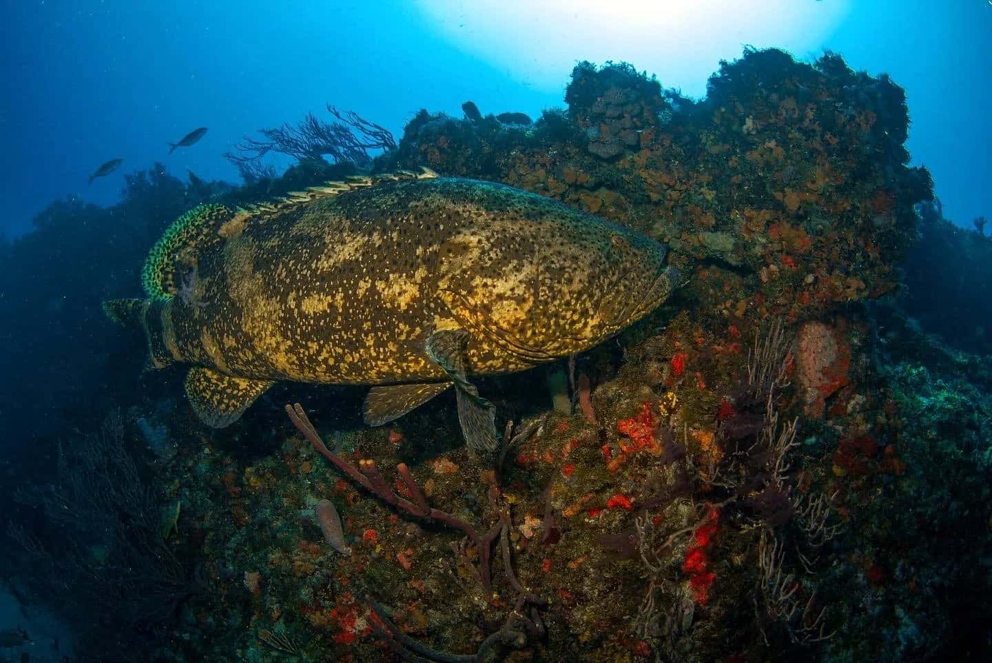 Kyalami Scuba Club — photo 3