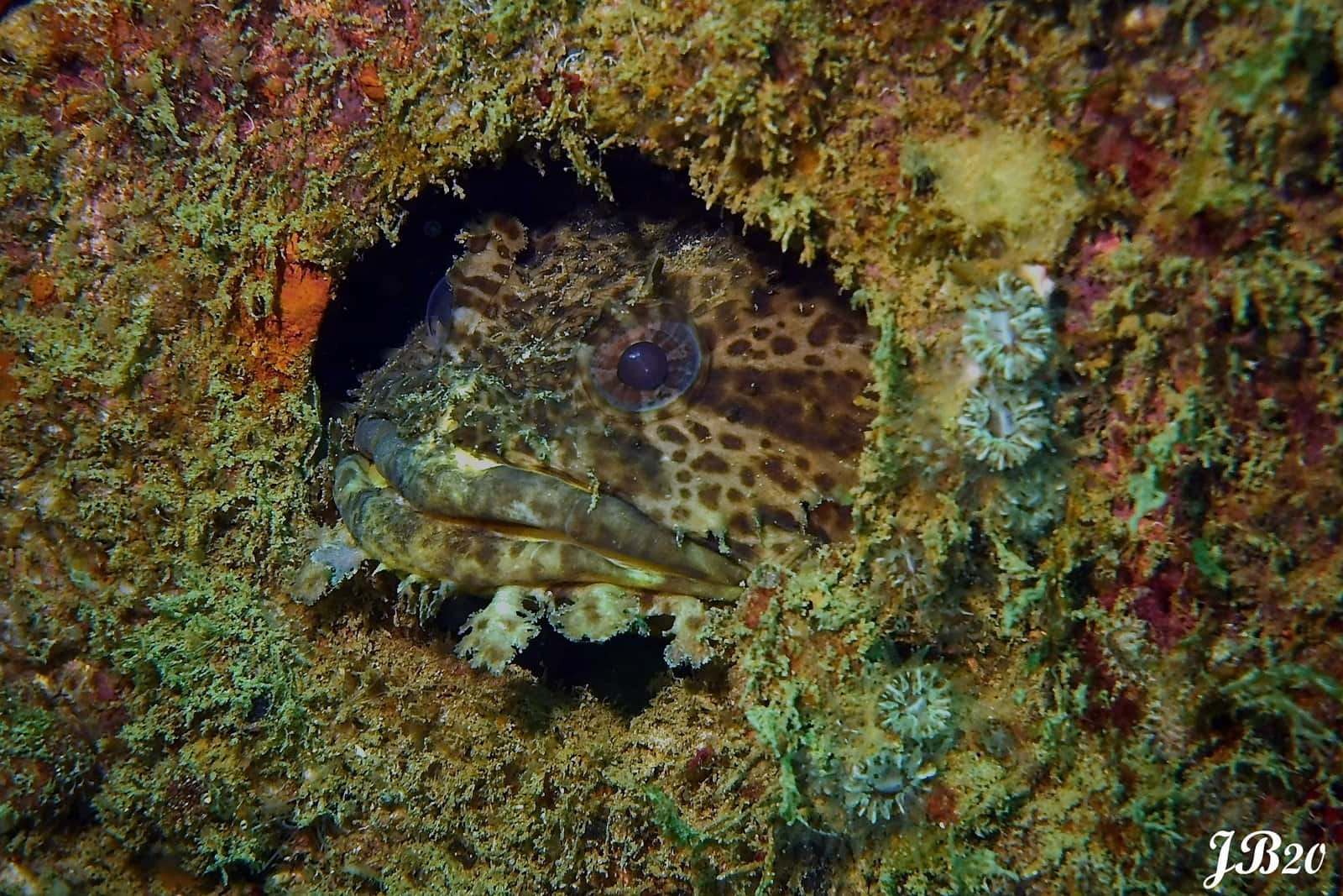 Scuba Marco — photo 5