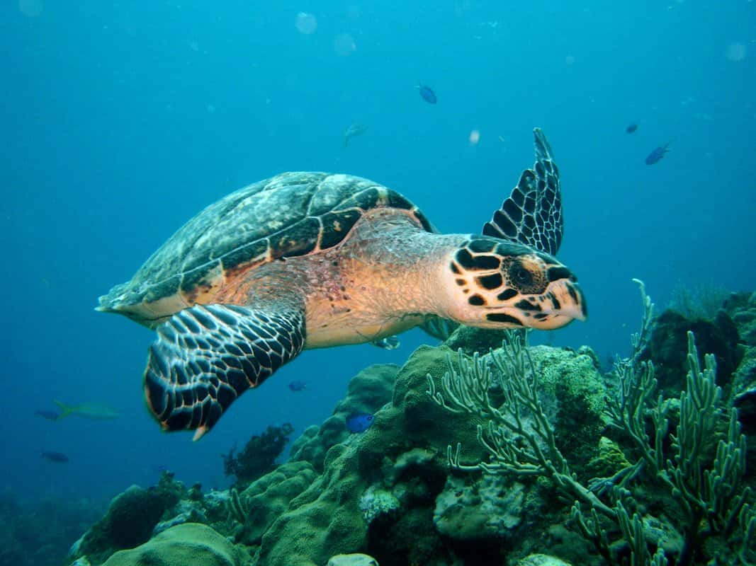Scuba Diving Isla Mujeres Arena — photo 4