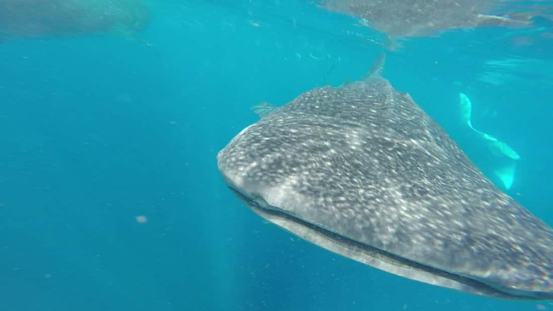 Scuba Diving Isla Mujeres Arena — photo 2