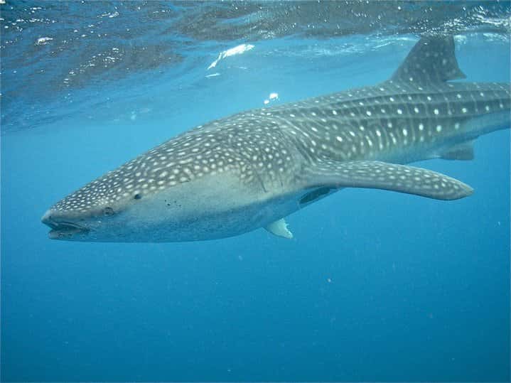 Scuba Diving Isla Mujeres Arena — photo 5