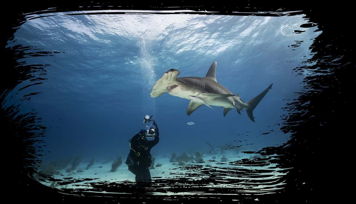 Best Dive Roatan & Tranquilseas Resort — photo 2