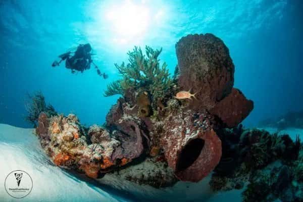 DeepDiveMexico — photo 4