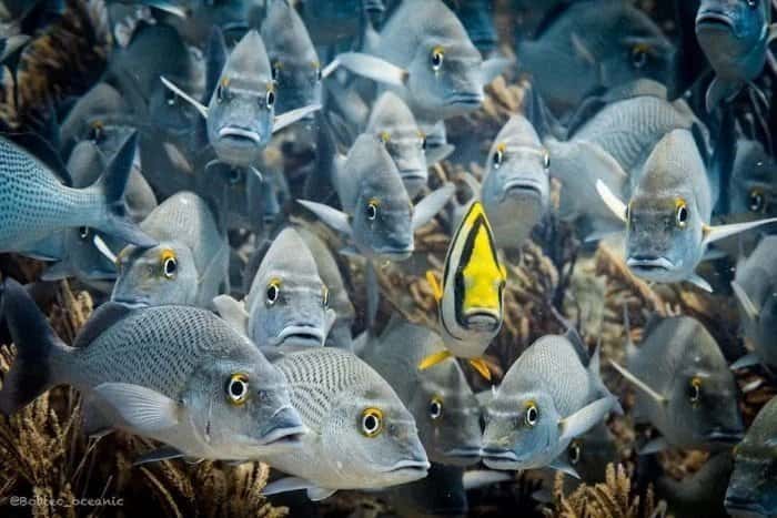 DeepDiveMexico