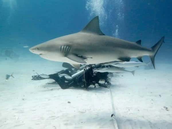 DeepDiveMexico — photo 2