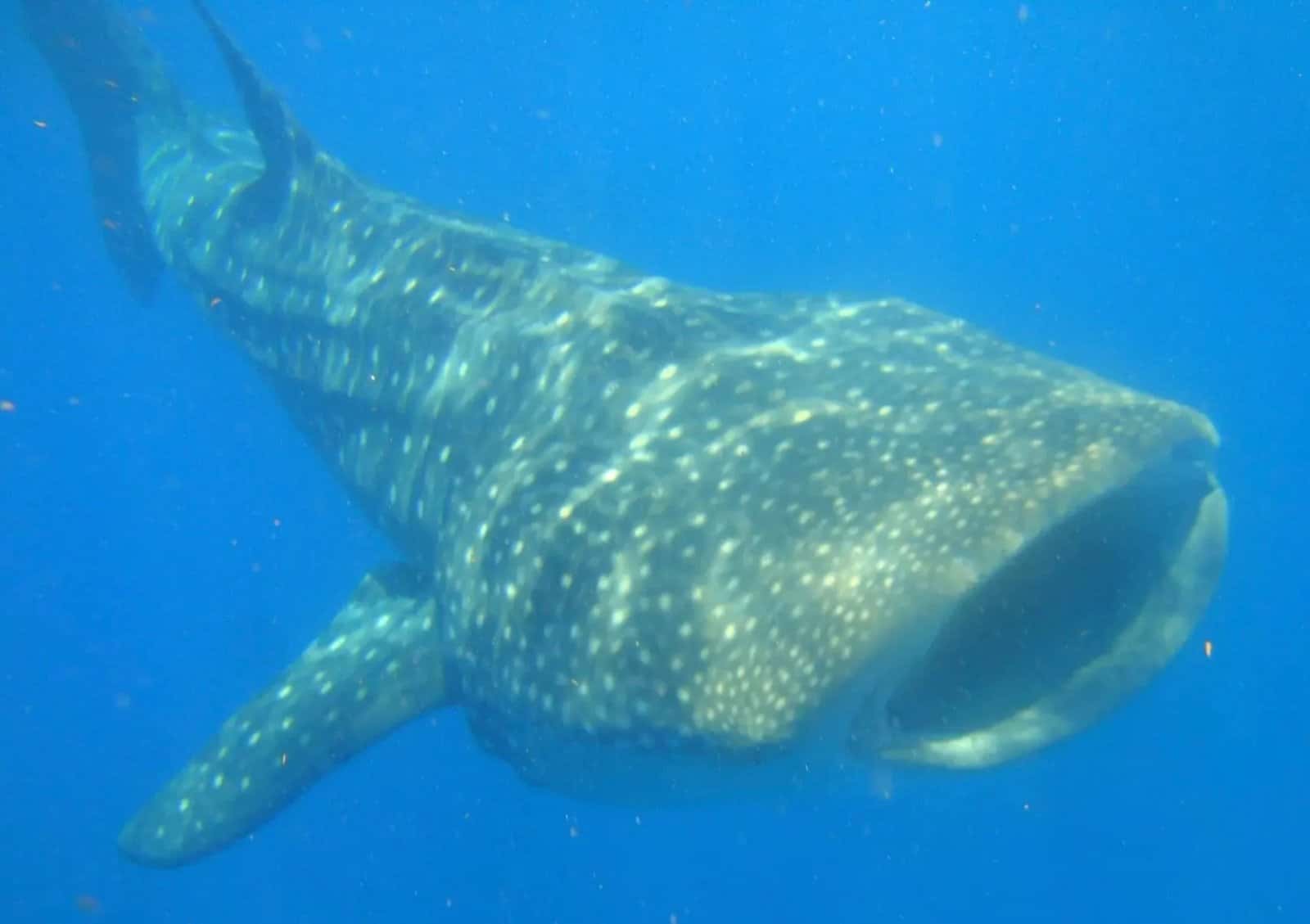 Mundaca Divers — photo 2