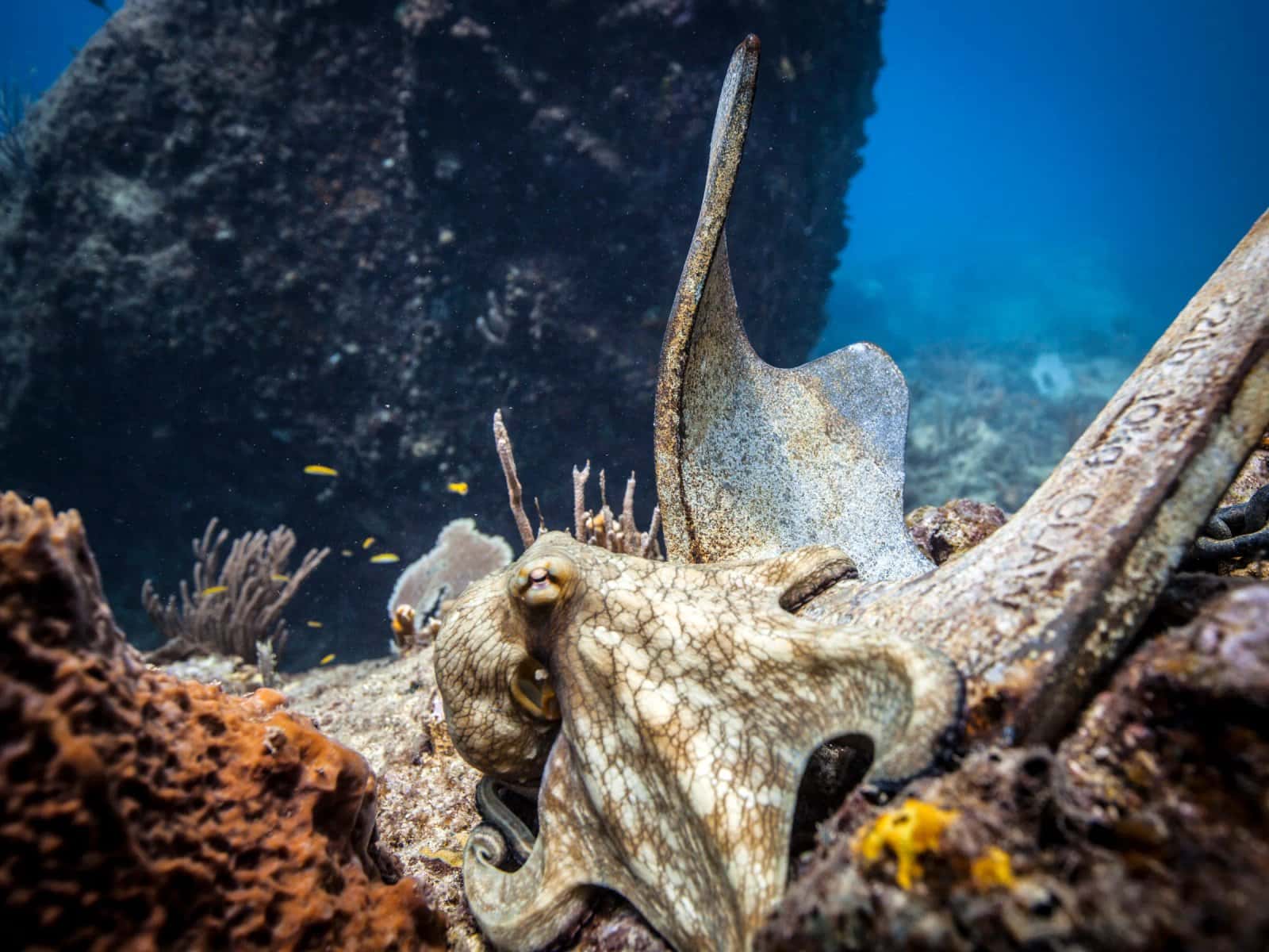 DiveCarib