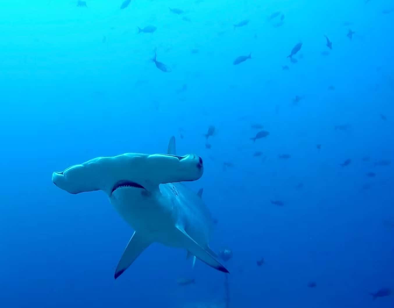 Blacktip Divers Costa Rica