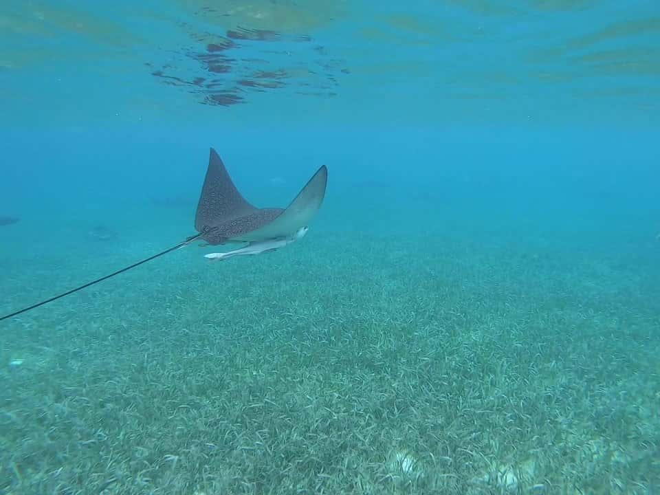 Reef Adventures