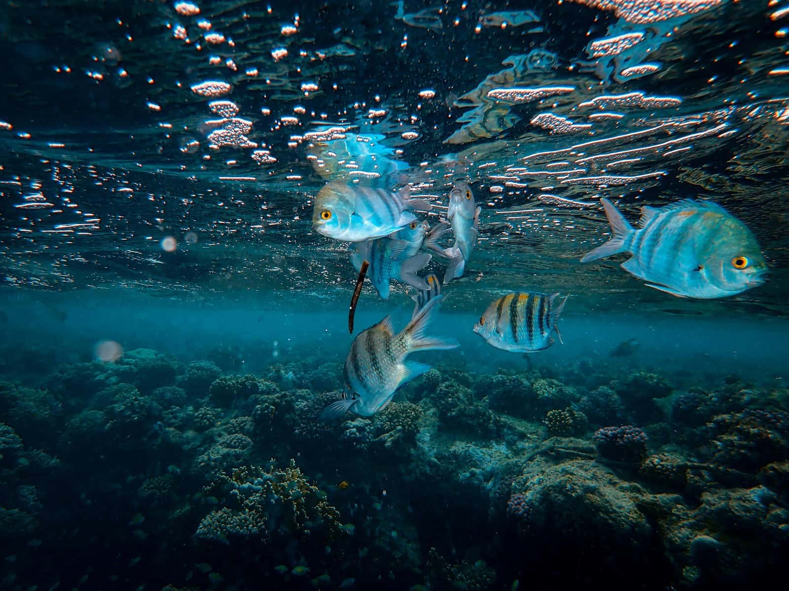 White Sands Dive Shop