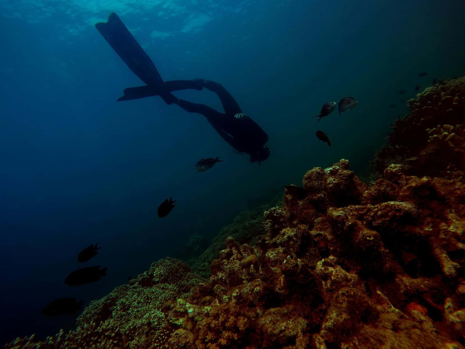 White Sands Dive Shop — photo 3