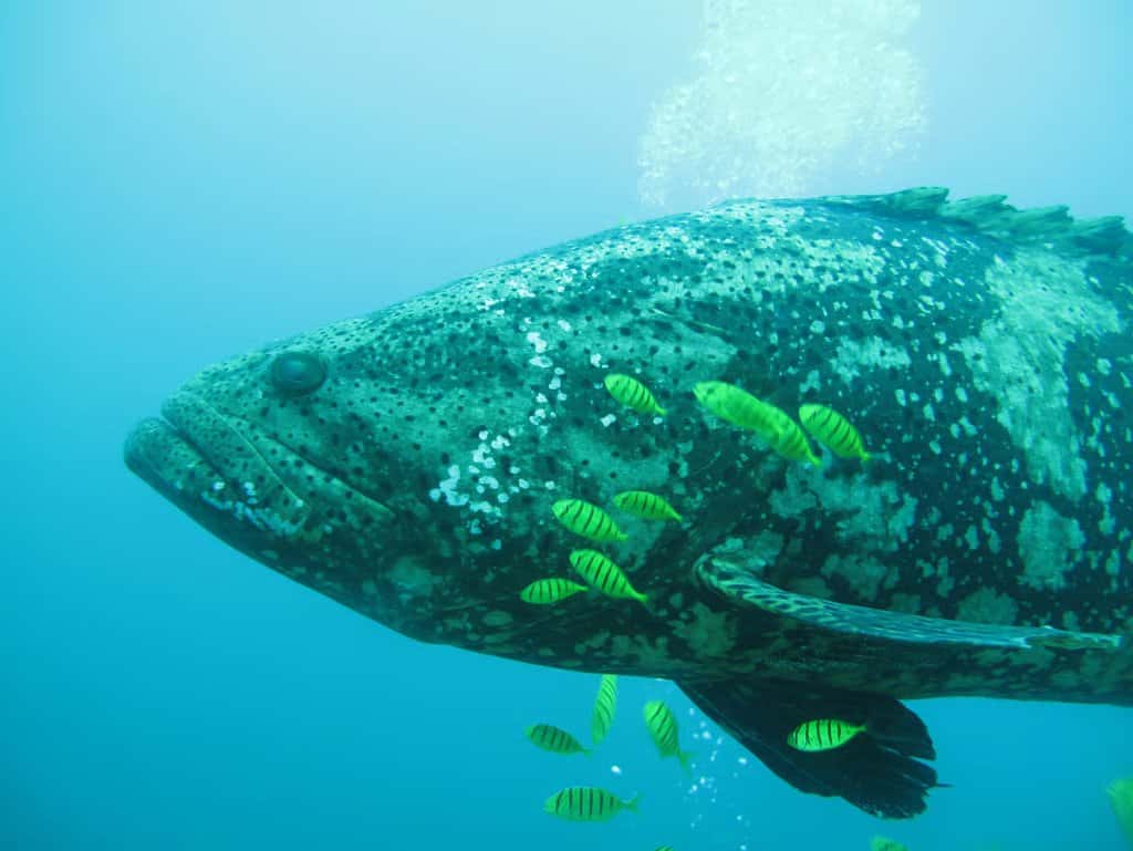 Coiba Dive Center