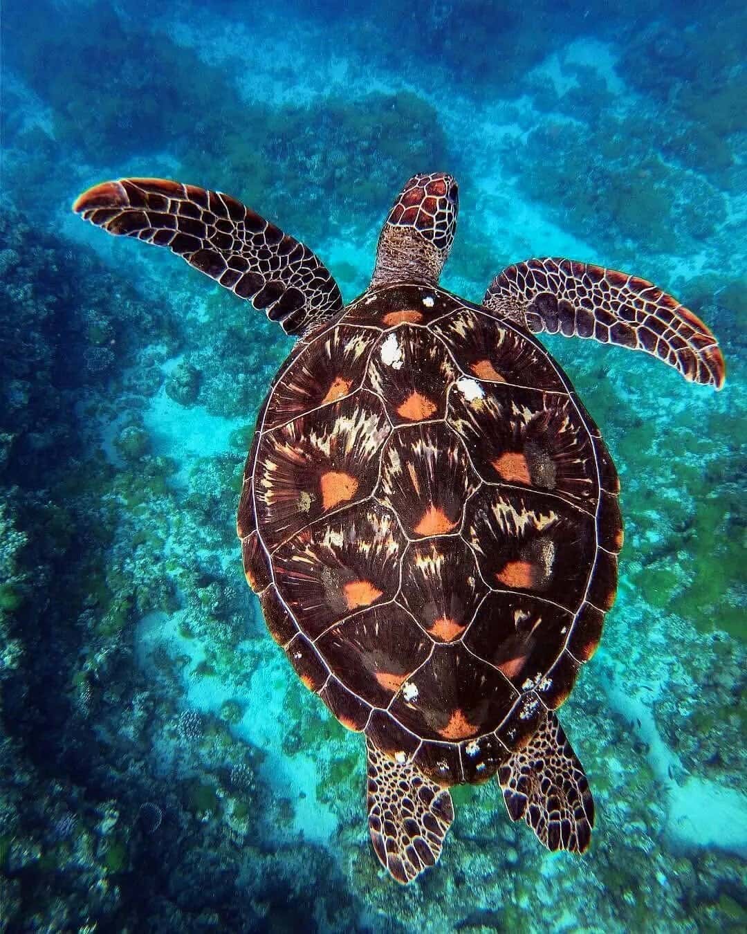 Maximum Scuba