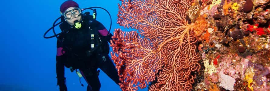 Bay Area Scuba