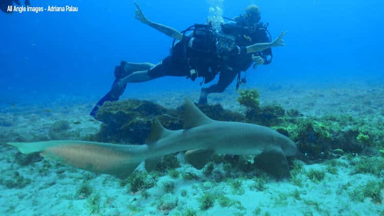 Atlantis Divers — photo 2