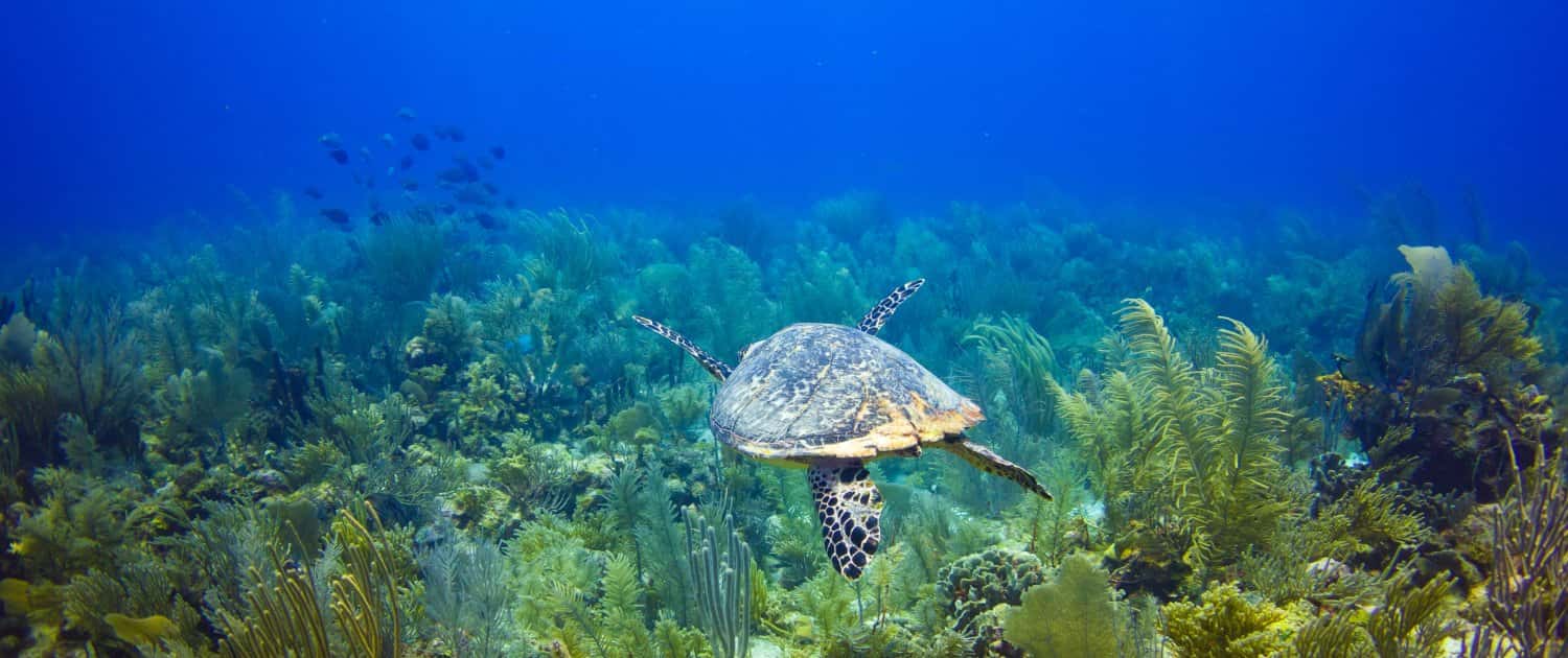Captain Jak's Divers — photo 2
