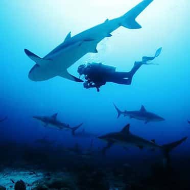 Roatan Dive Center — photo 2