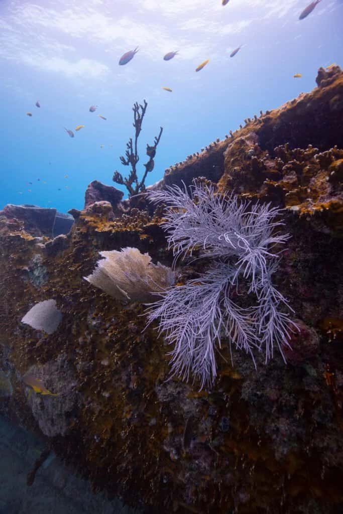 Silent World Dive Center — photo 5