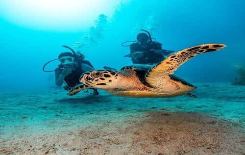Safety Stop Scuba — photo 3