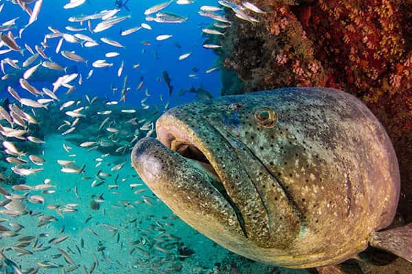 Calypso Dive Charters — photo 3