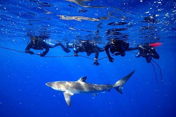 Calypso Dive Charters