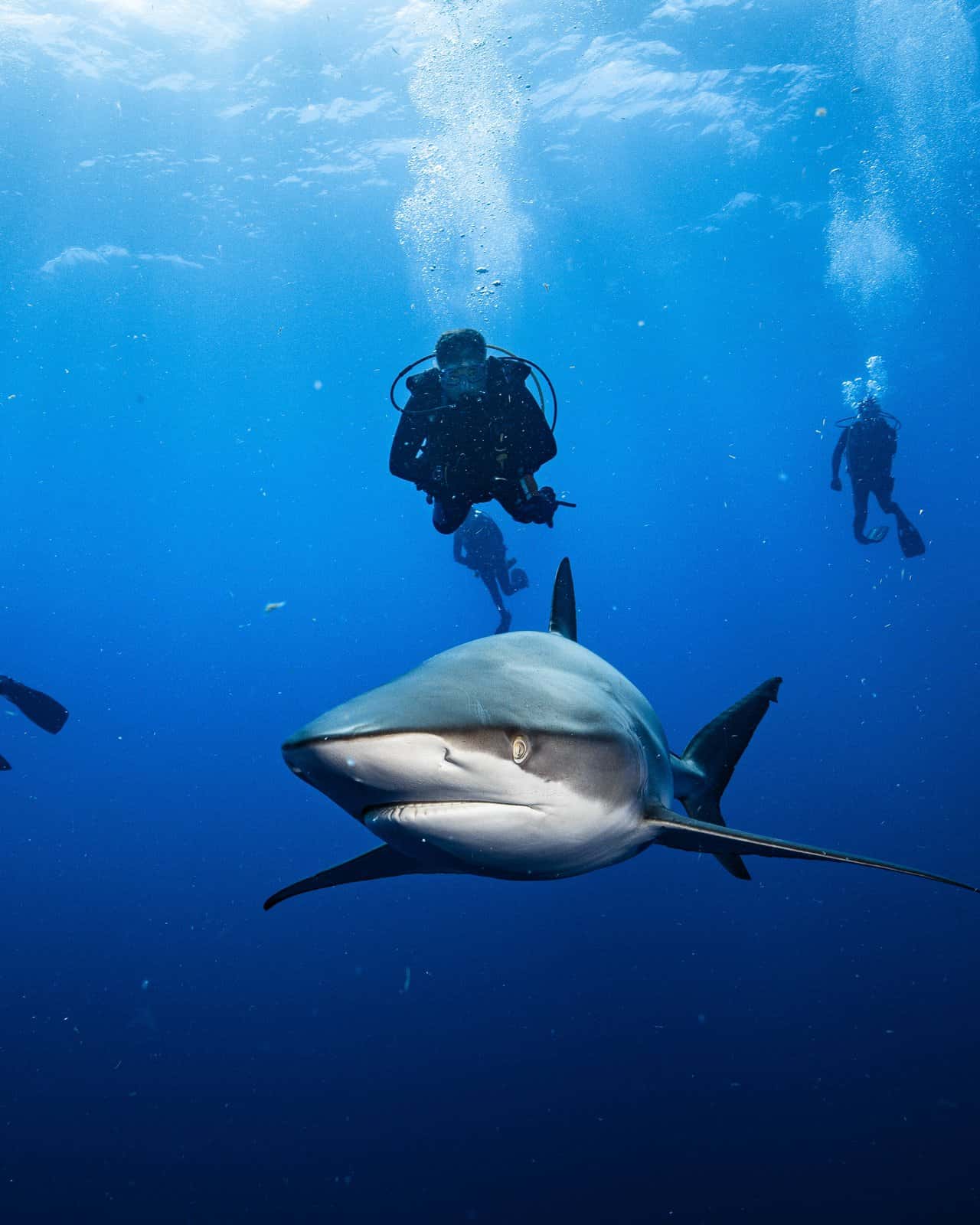 Calypso Dive Charters — photo 4