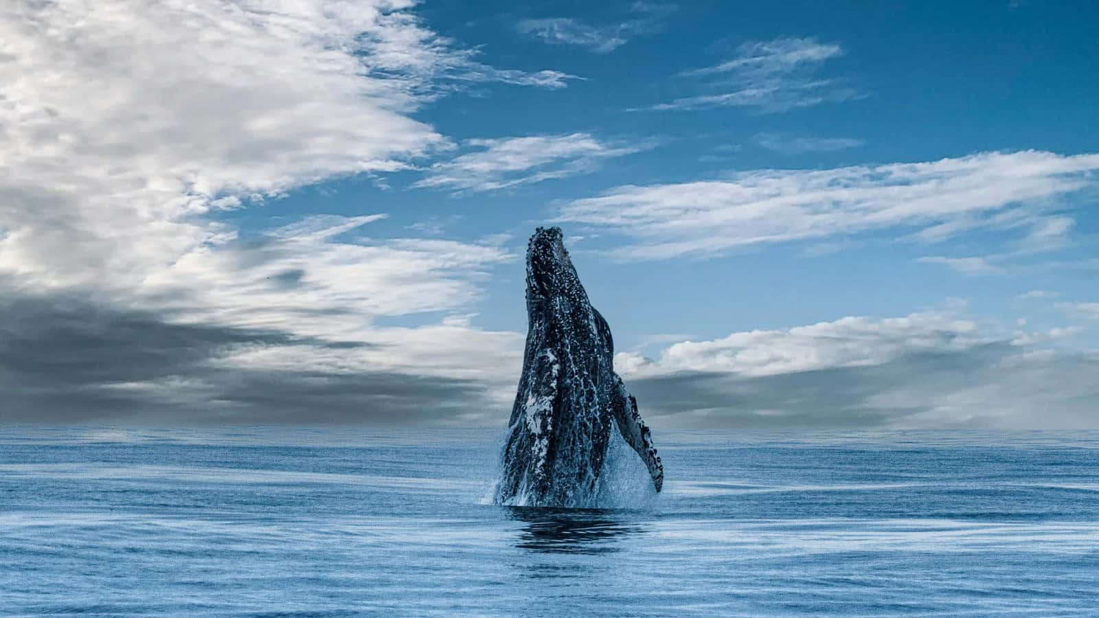 Ocean Safaris
