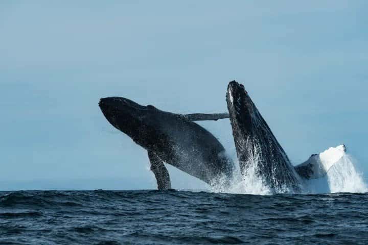 Ocean Safaris — photo 2