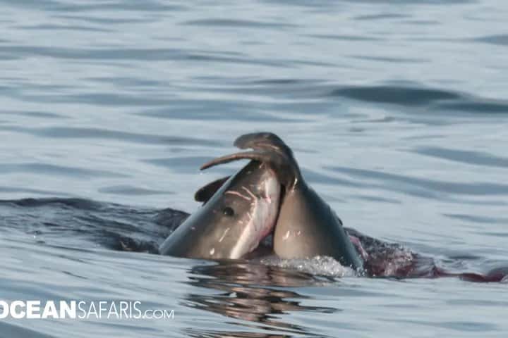 Ocean Safaris — photo 4