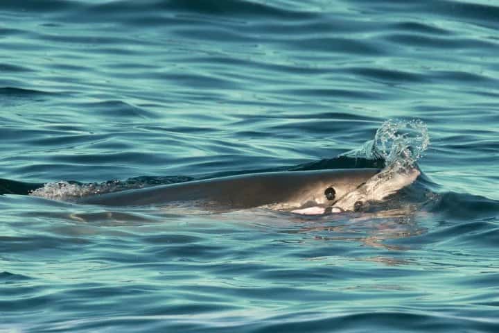 Ocean Safaris — photo 3