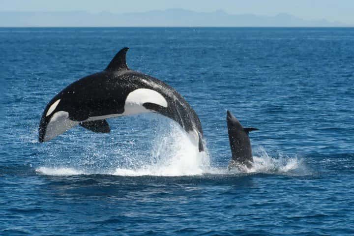 Ocean Safaris — photo 5