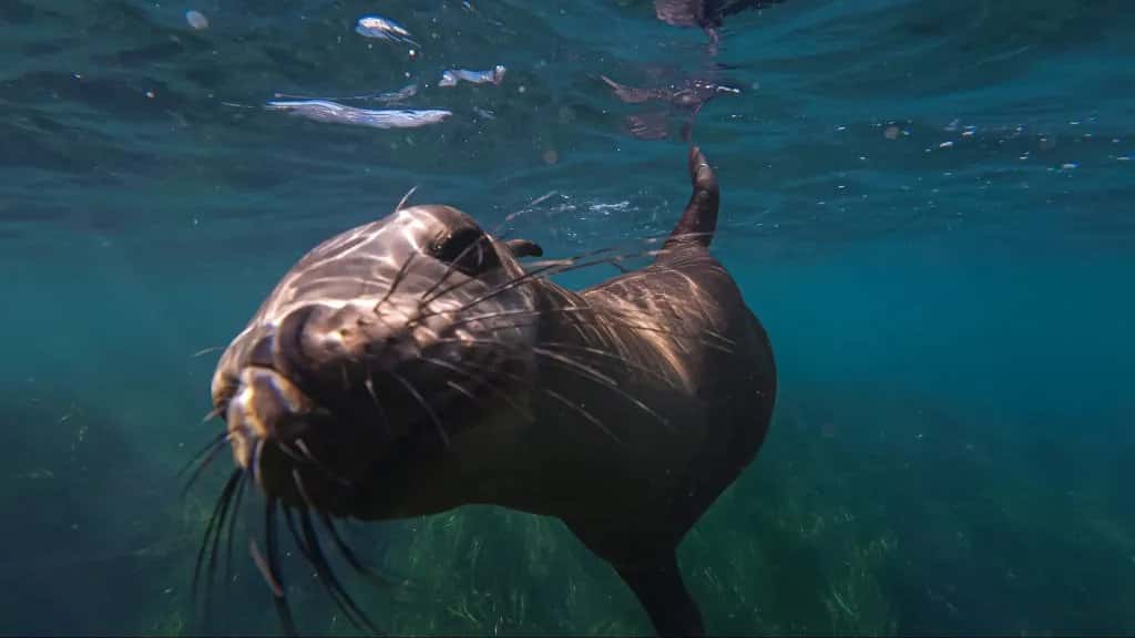 La Jolla Caves Snorkel SUP