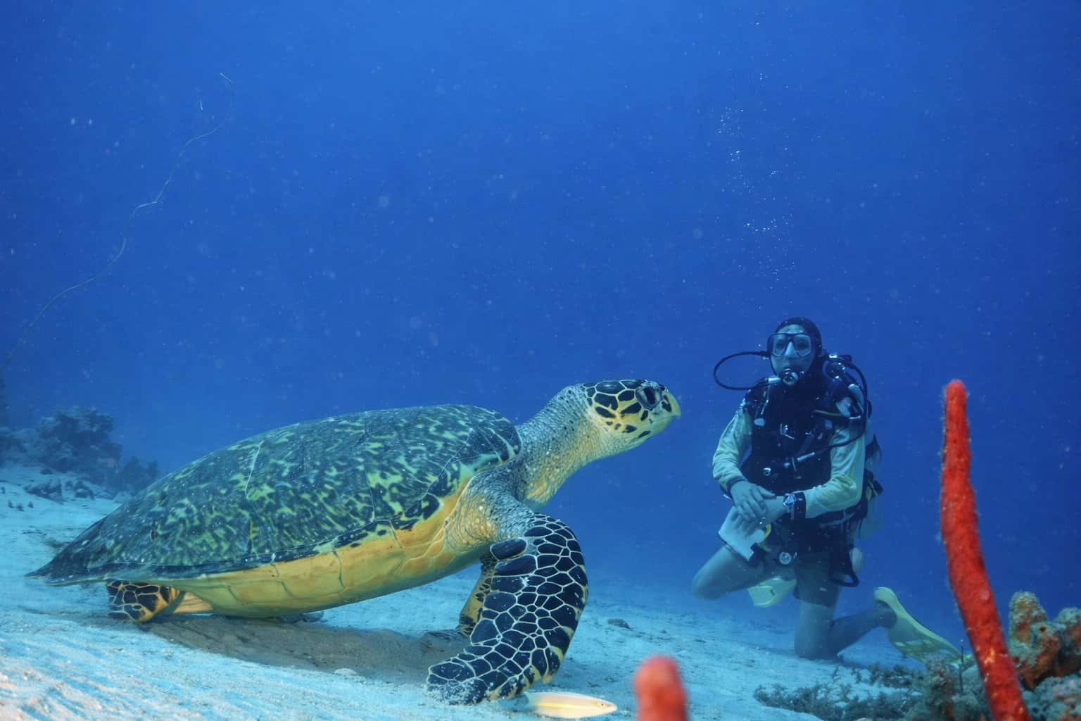 Tobago Dive Experience