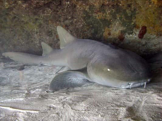 Reef Oasis Dive Club